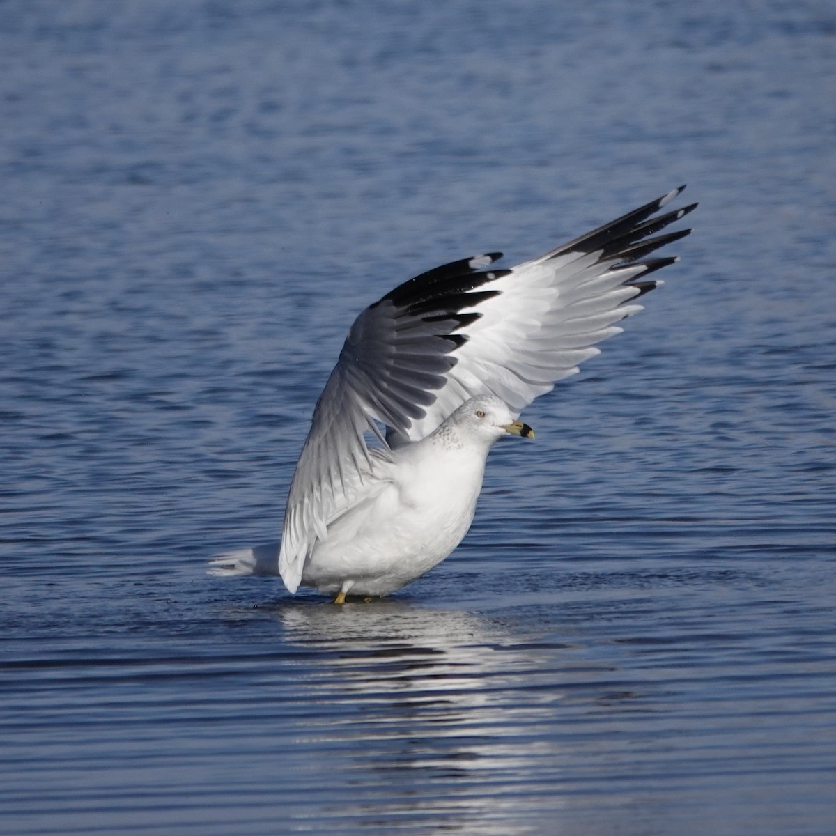 Ring-billed Gull - ML646059116