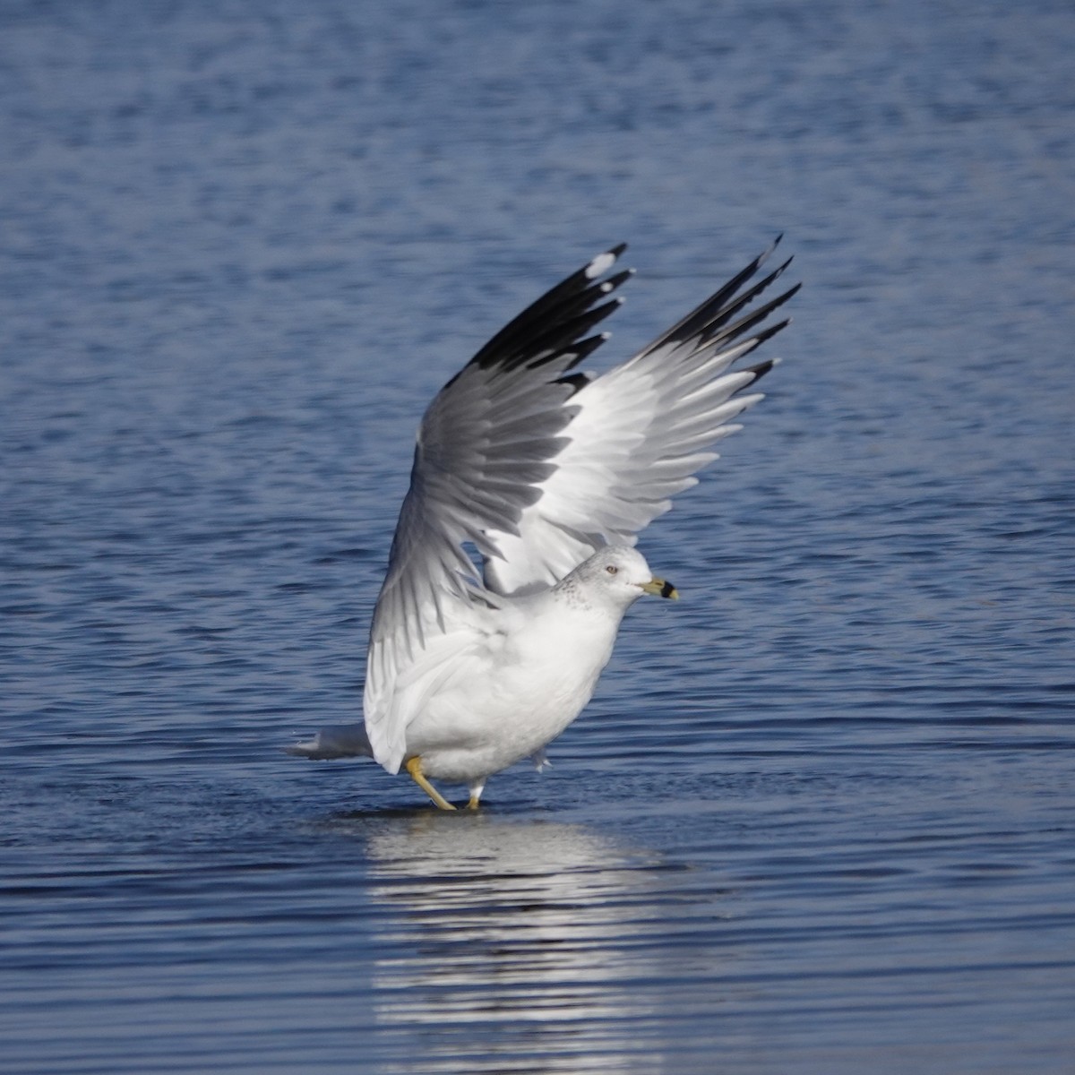 Ring-billed Gull - ML646059117