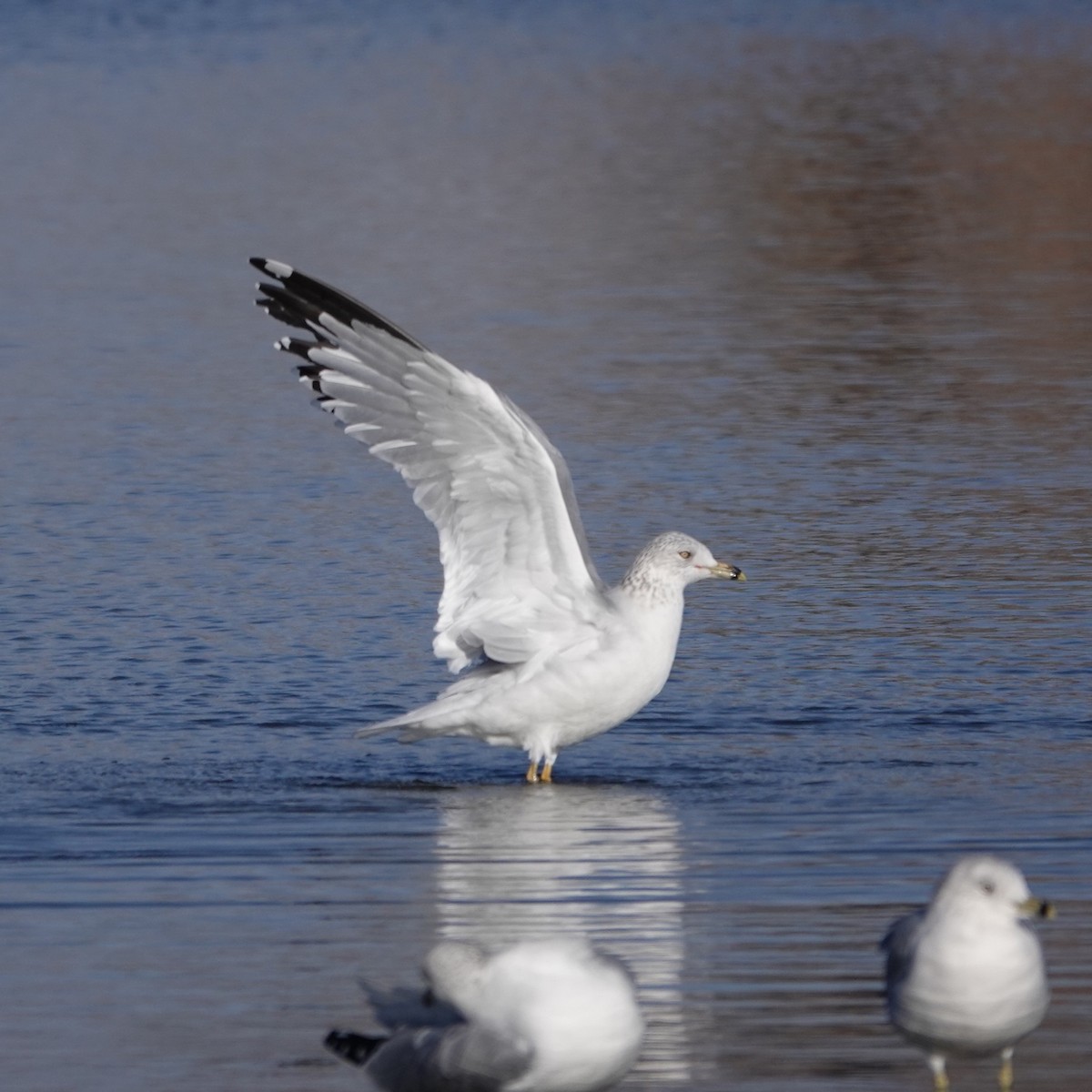 Ring-billed Gull - ML646059118