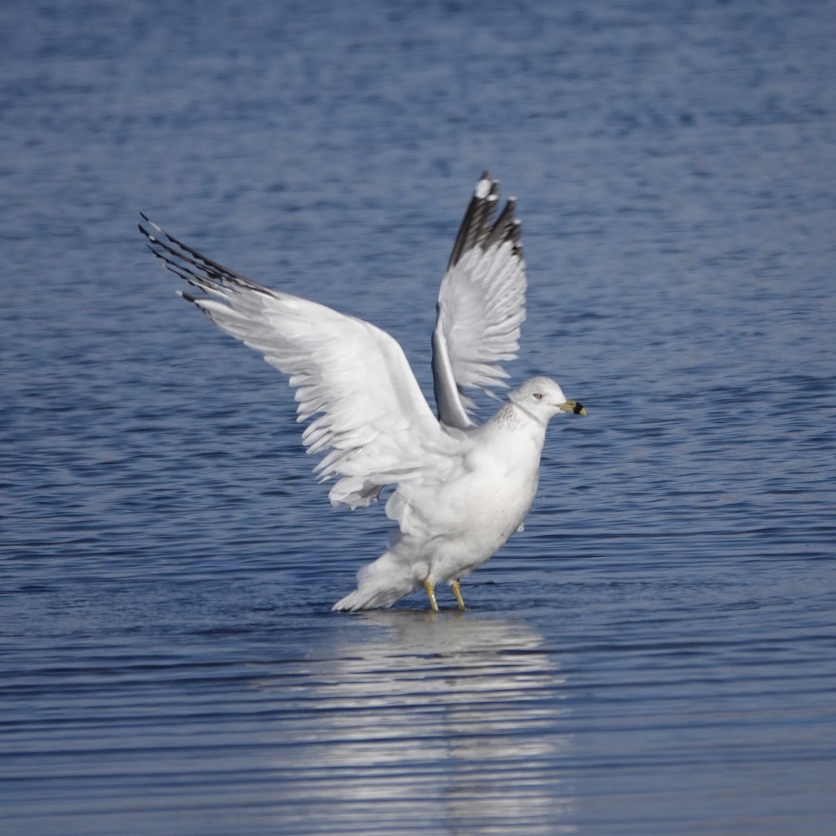 Ring-billed Gull - ML646059119