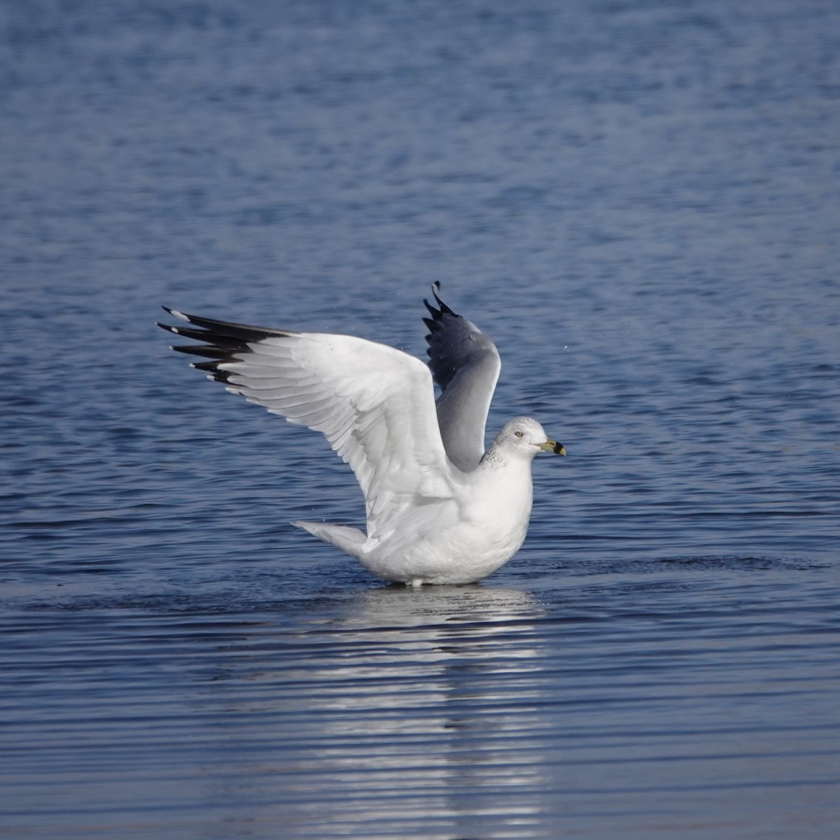 Ring-billed Gull - ML646059120