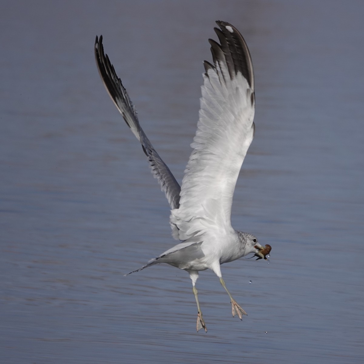 Ring-billed Gull - ML646059121