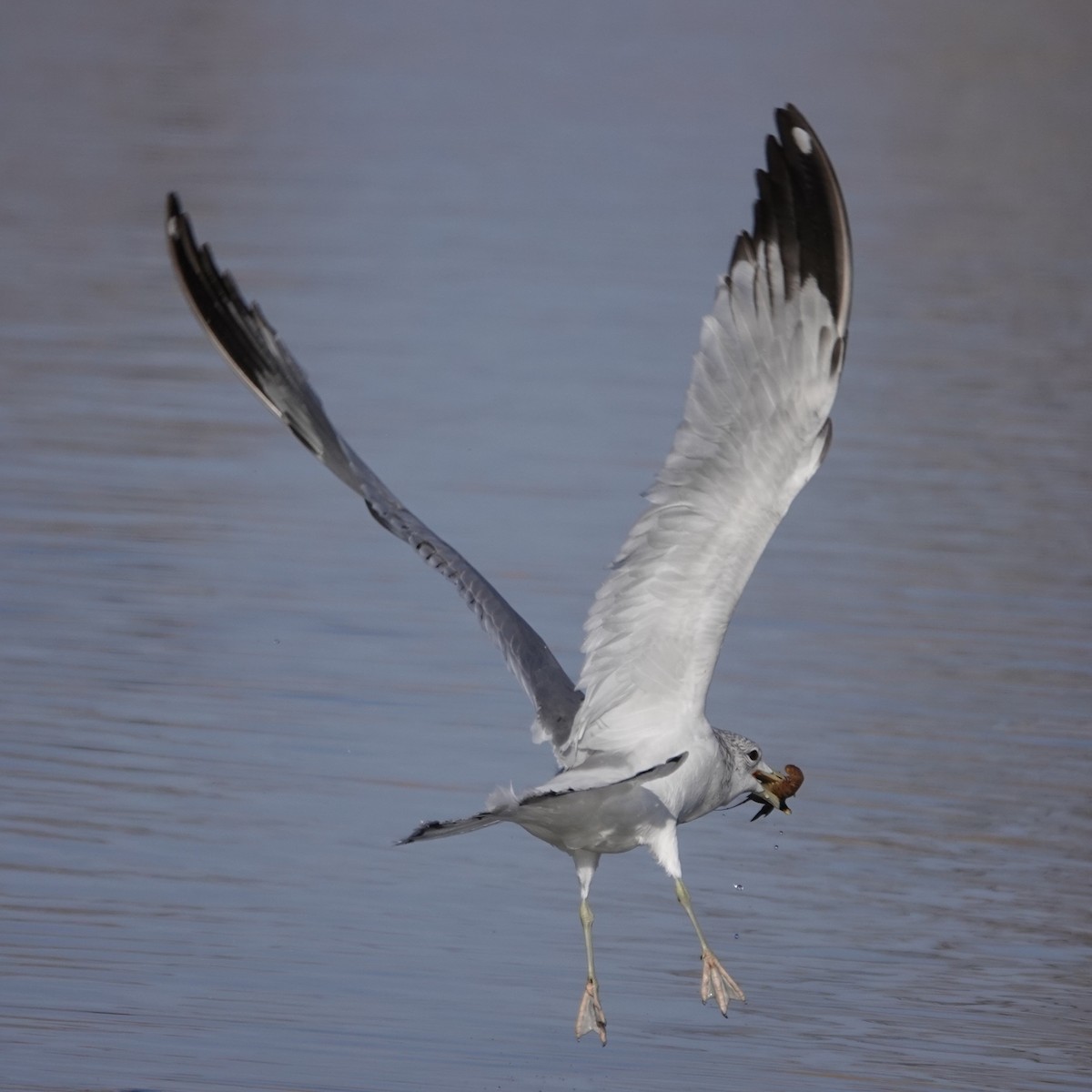 Ring-billed Gull - ML646059122