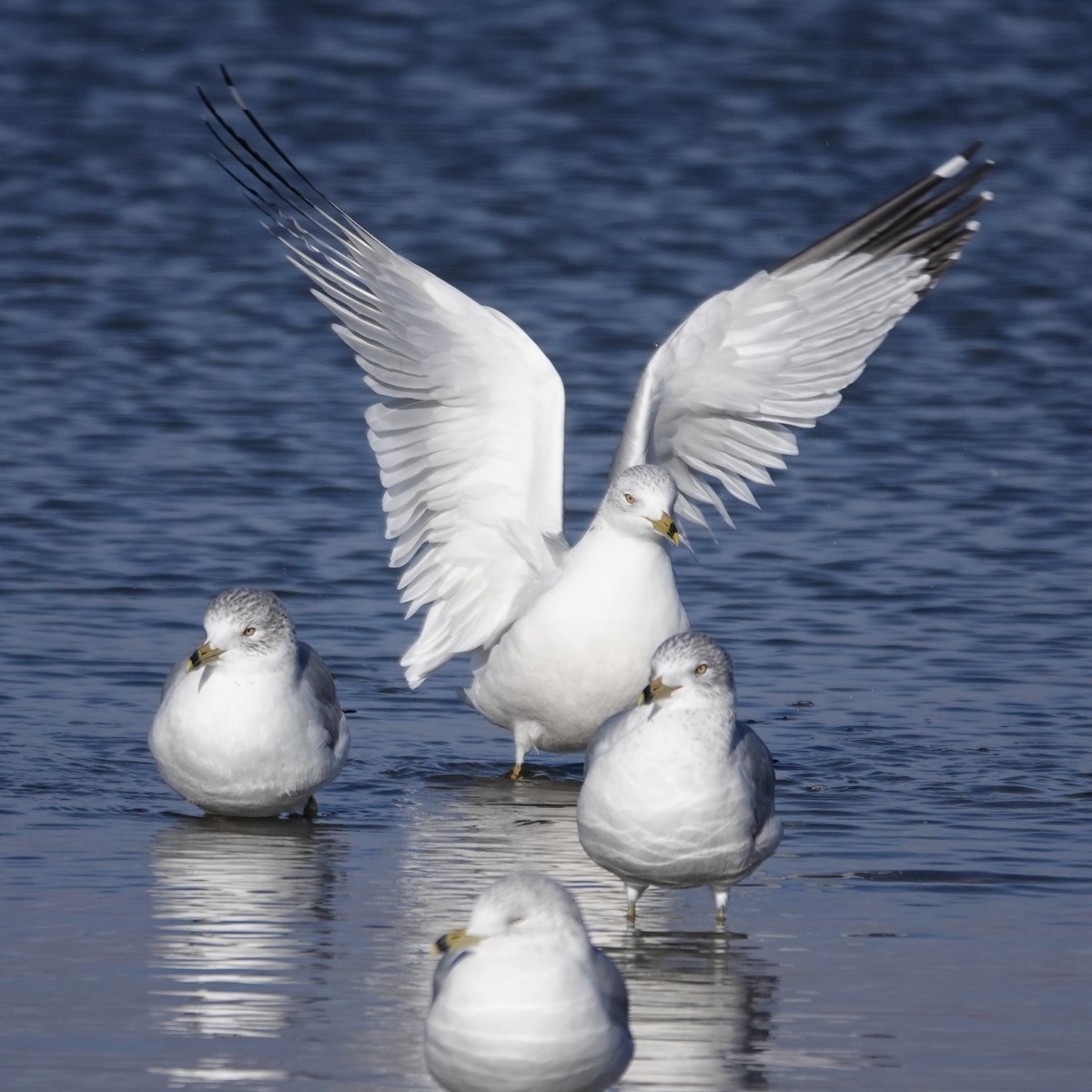Ring-billed Gull - ML646059123