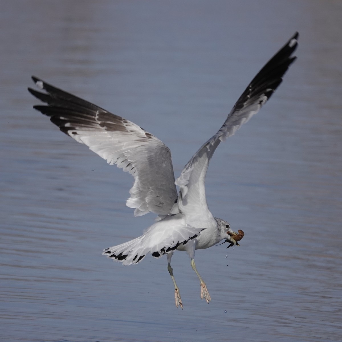 Ring-billed Gull - ML646059124