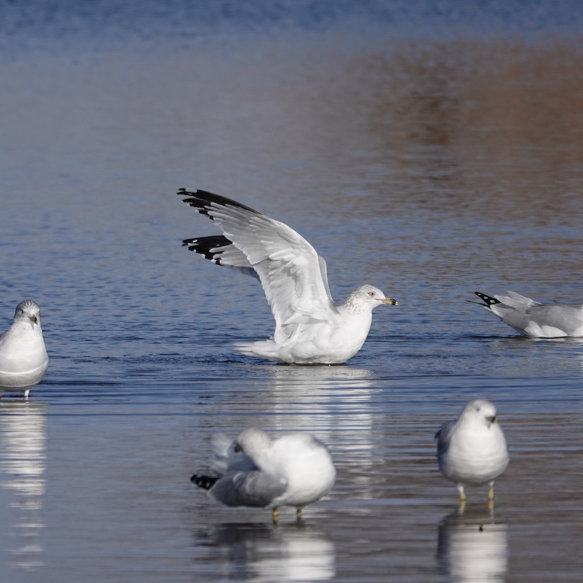 Ring-billed Gull - ML646059125