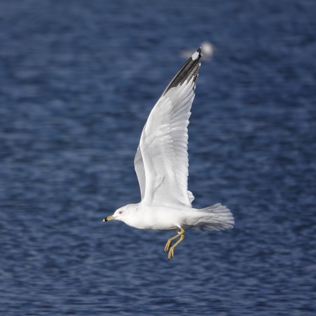 Ring-billed Gull - ML646059126
