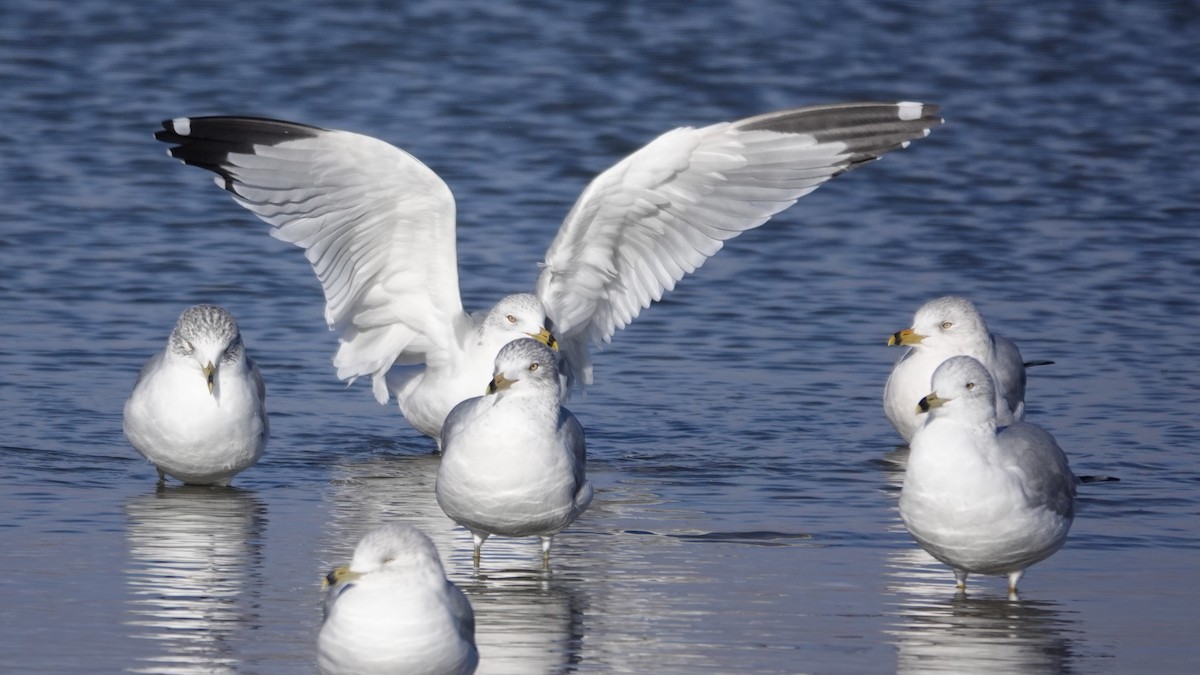 Ring-billed Gull - ML646059127
