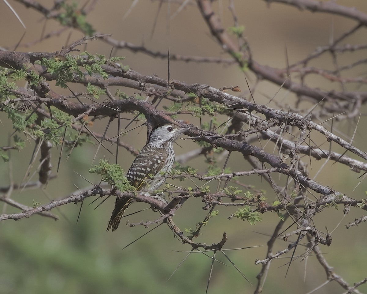 Kardinal Ağaçkakanı - ML646059133