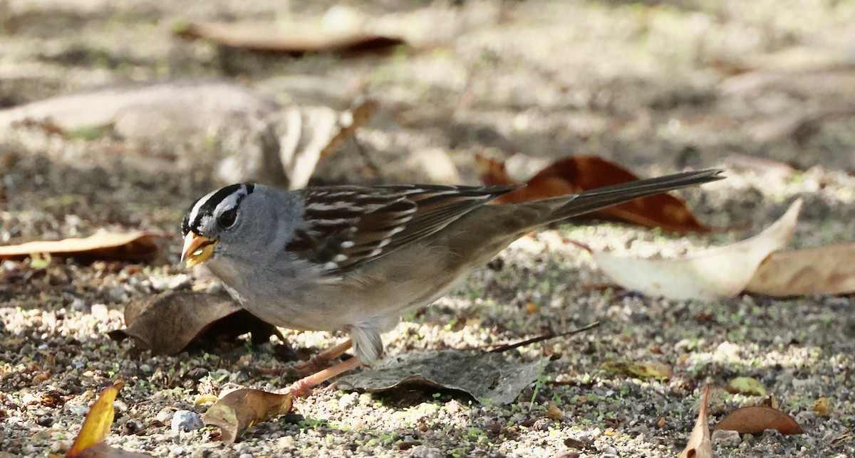 White-crowned Sparrow - ML646059134