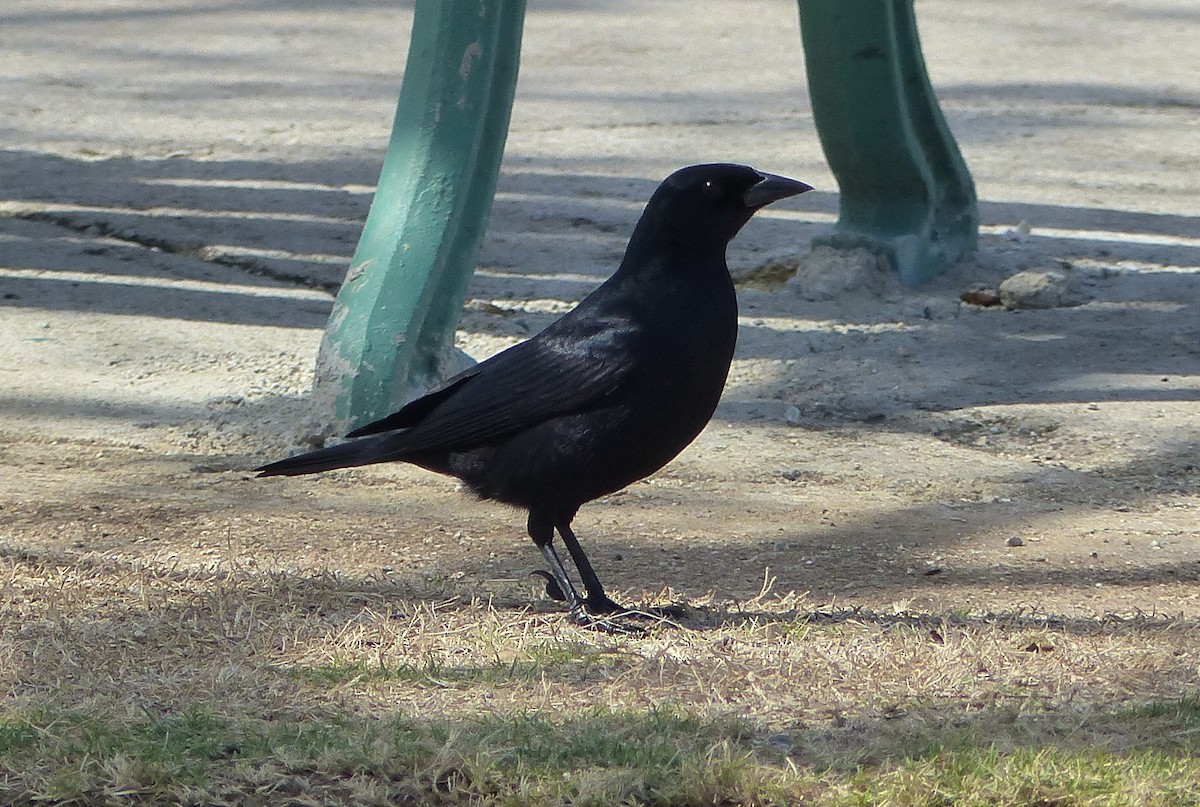 Cuban Blackbird - ML646059139