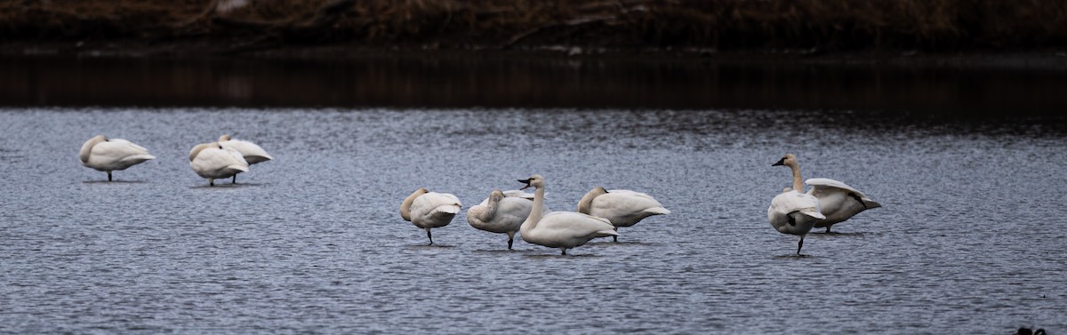 Tundra Swan - ML646059141