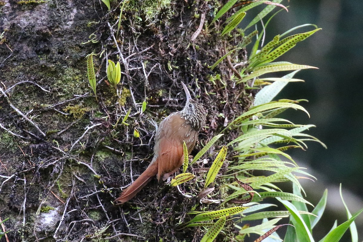 Streak-headed Woodcreeper - ML646059142
