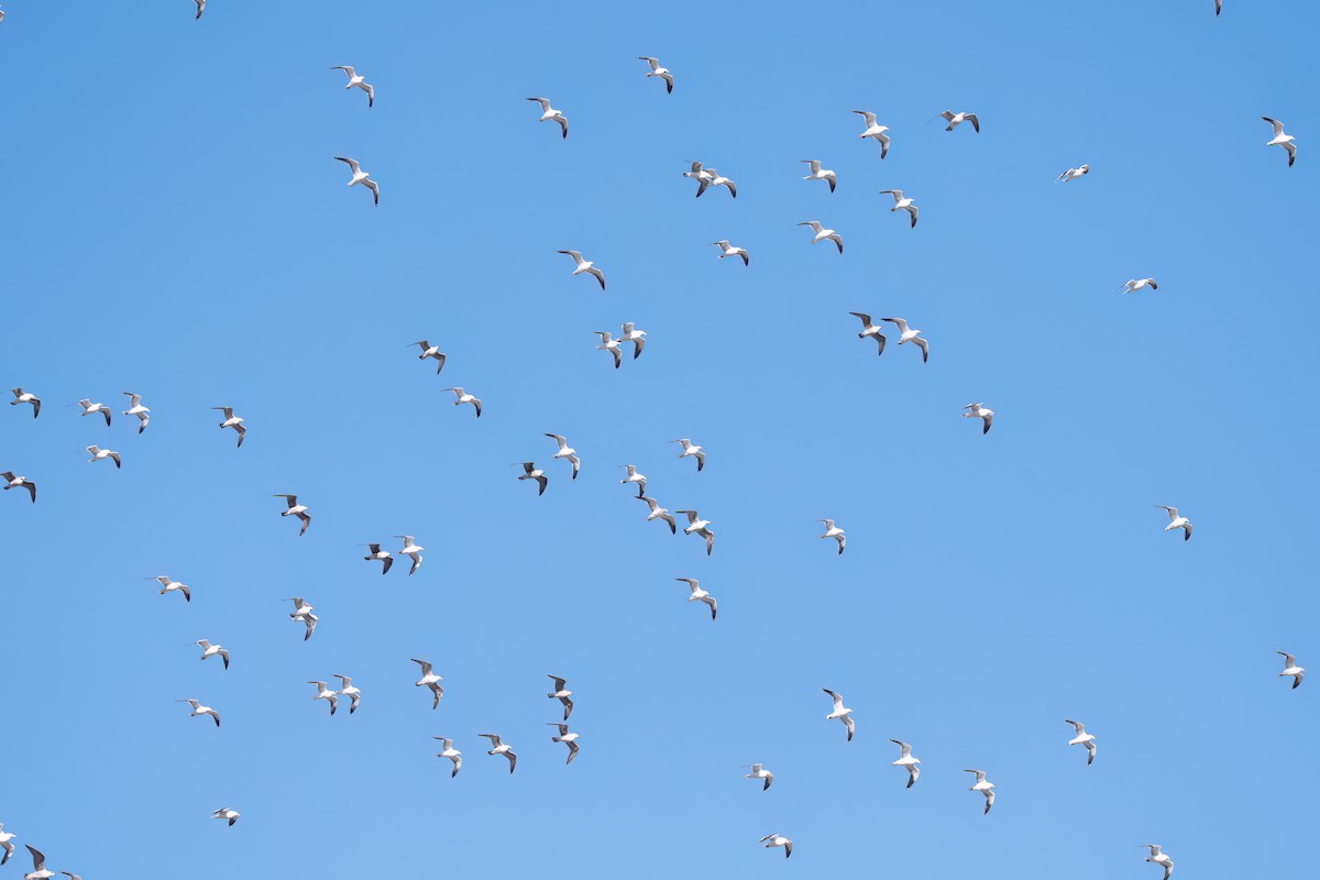 Kelp Gull - ML646059159