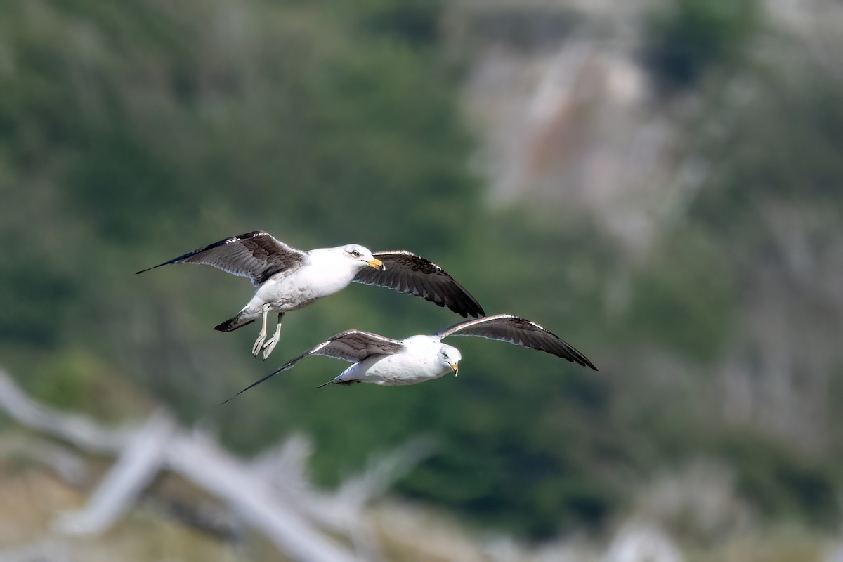 Kelp Gull - ML646059160