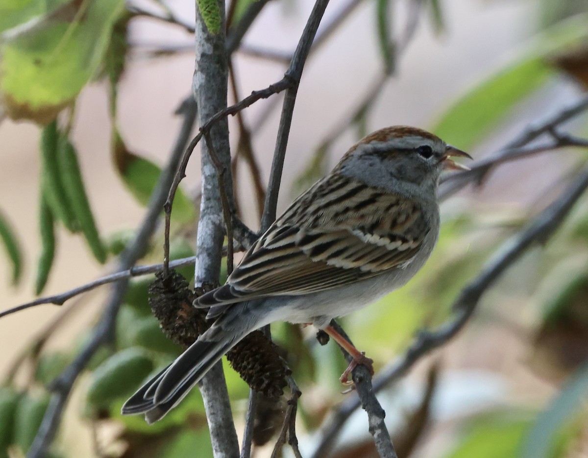 Карнатка білоброва - ML646059165