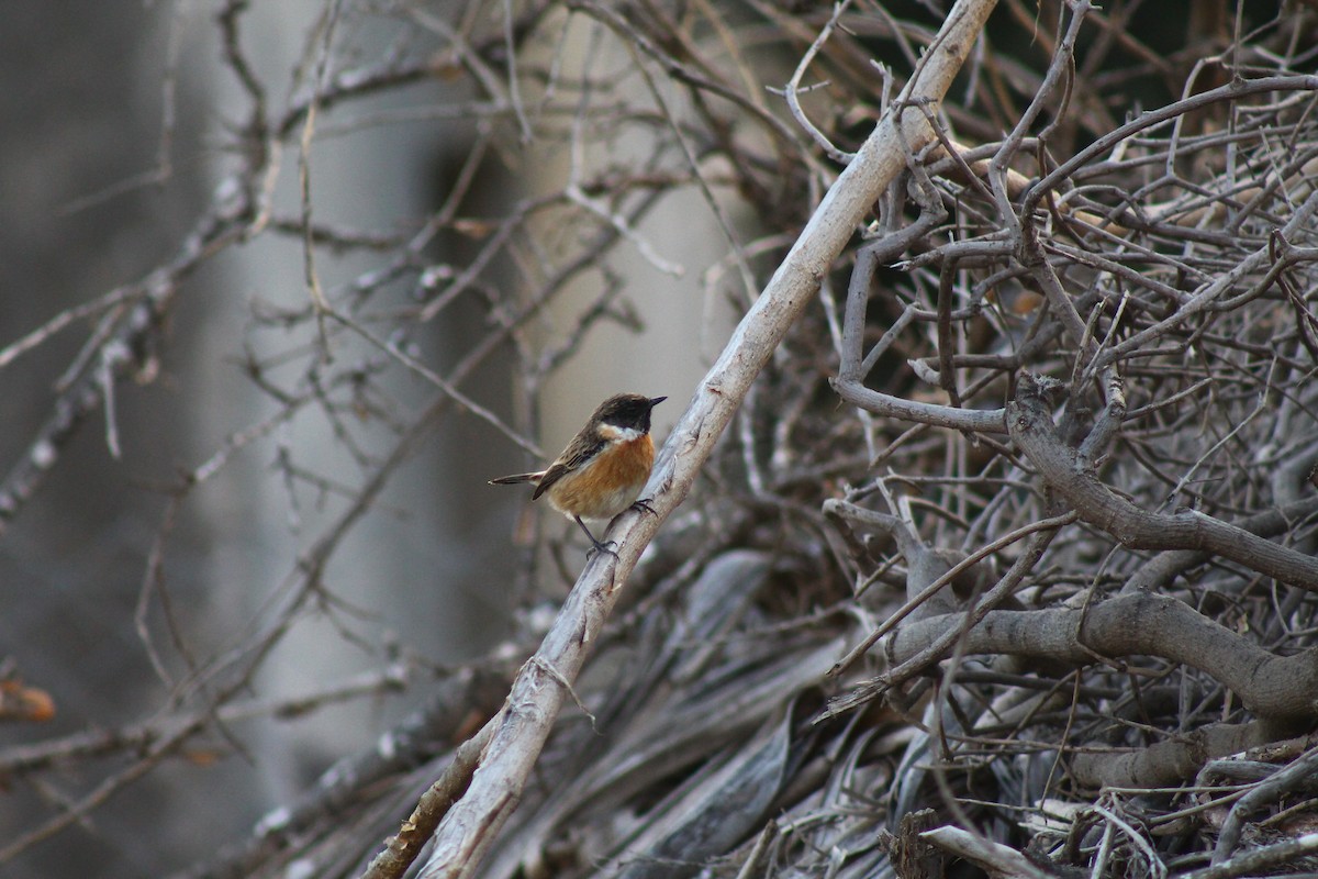 European Stonechat - ML646059168