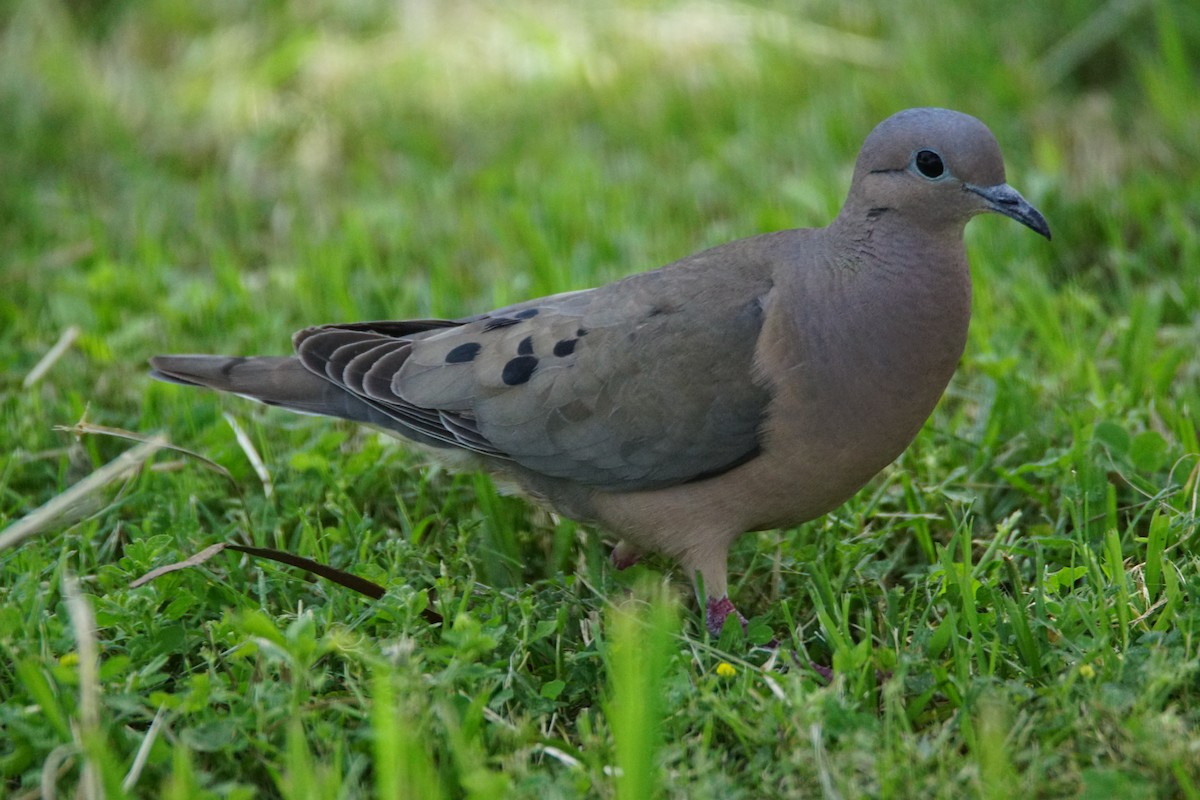 Tourterelle oreillarde - ML646059170