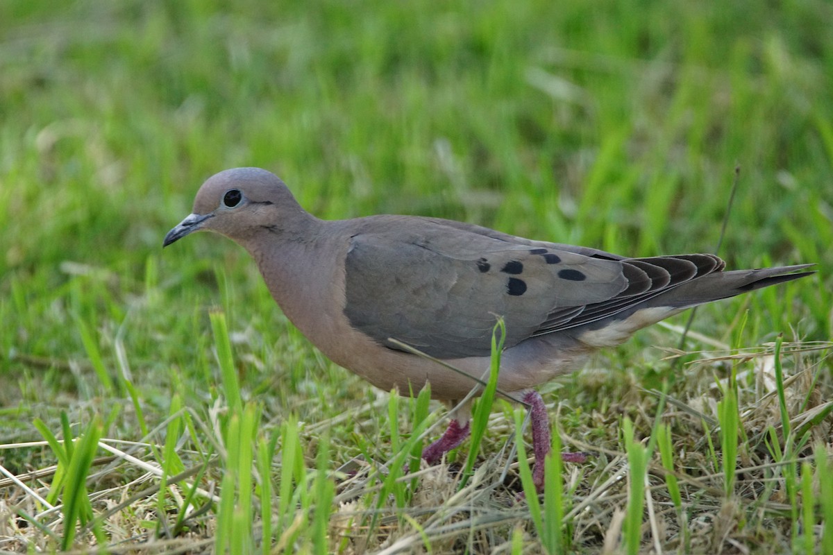 Tourterelle oreillarde - ML646059171