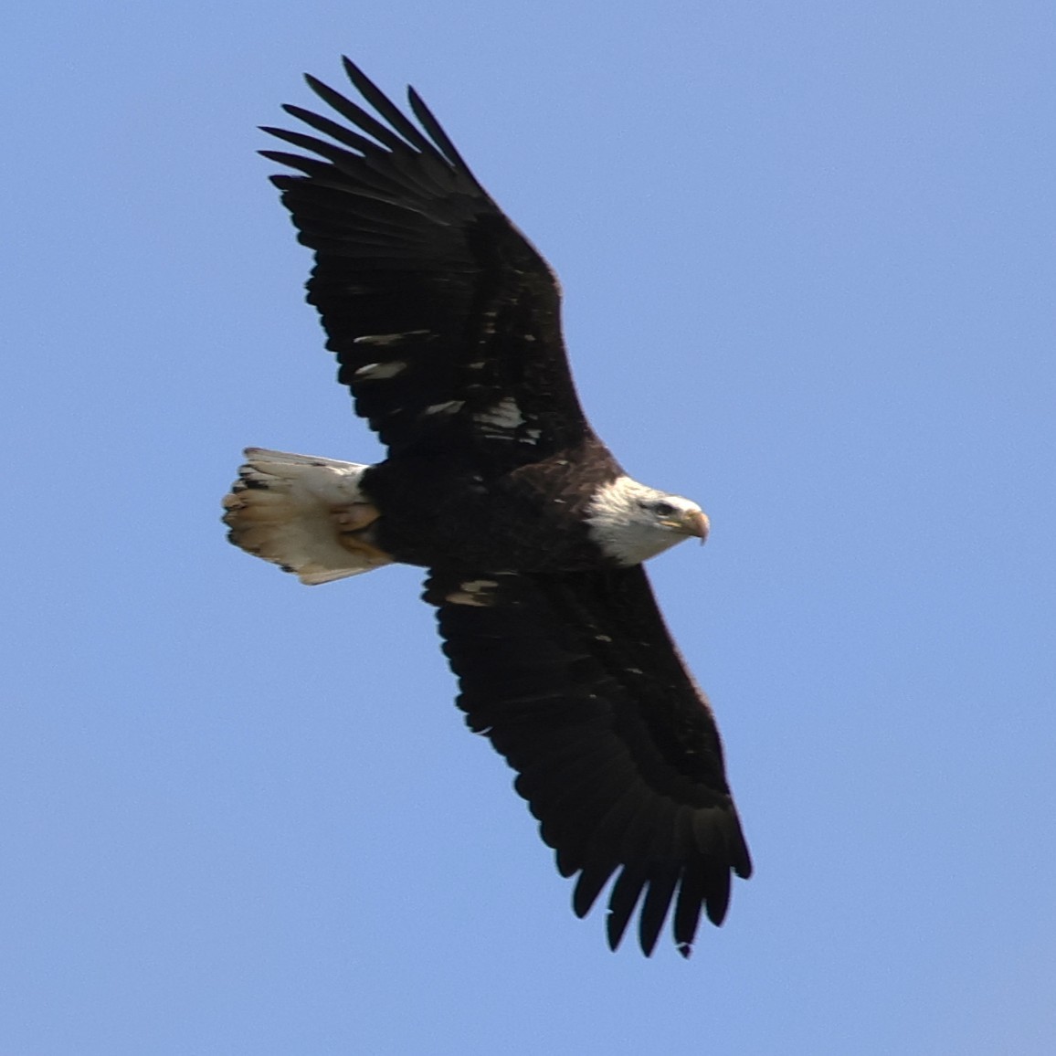 Орлан білоголовий - ML646059173