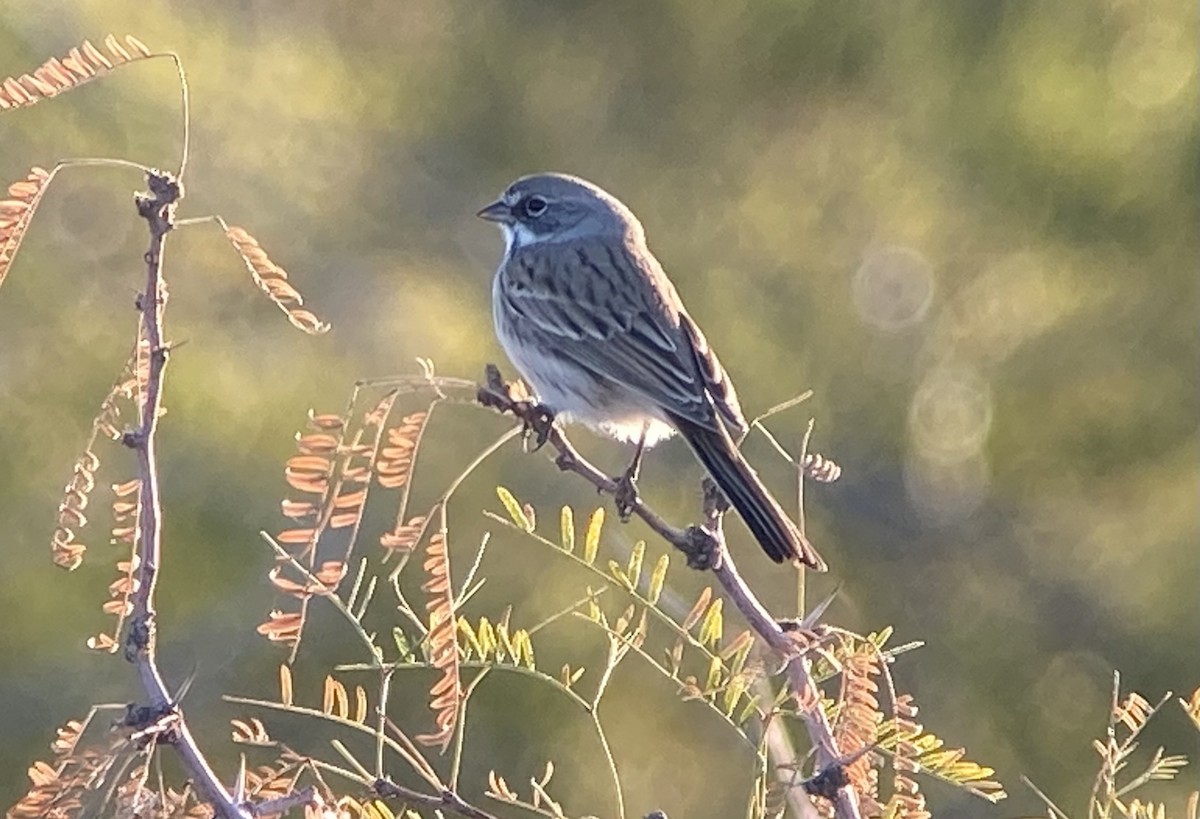 Sagebrush Sparrow - ML646059176