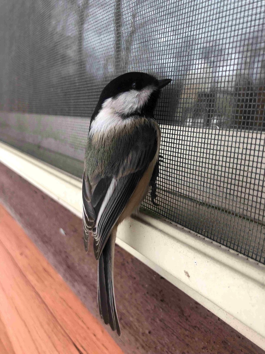 Black-capped Chickadee - ML646059180