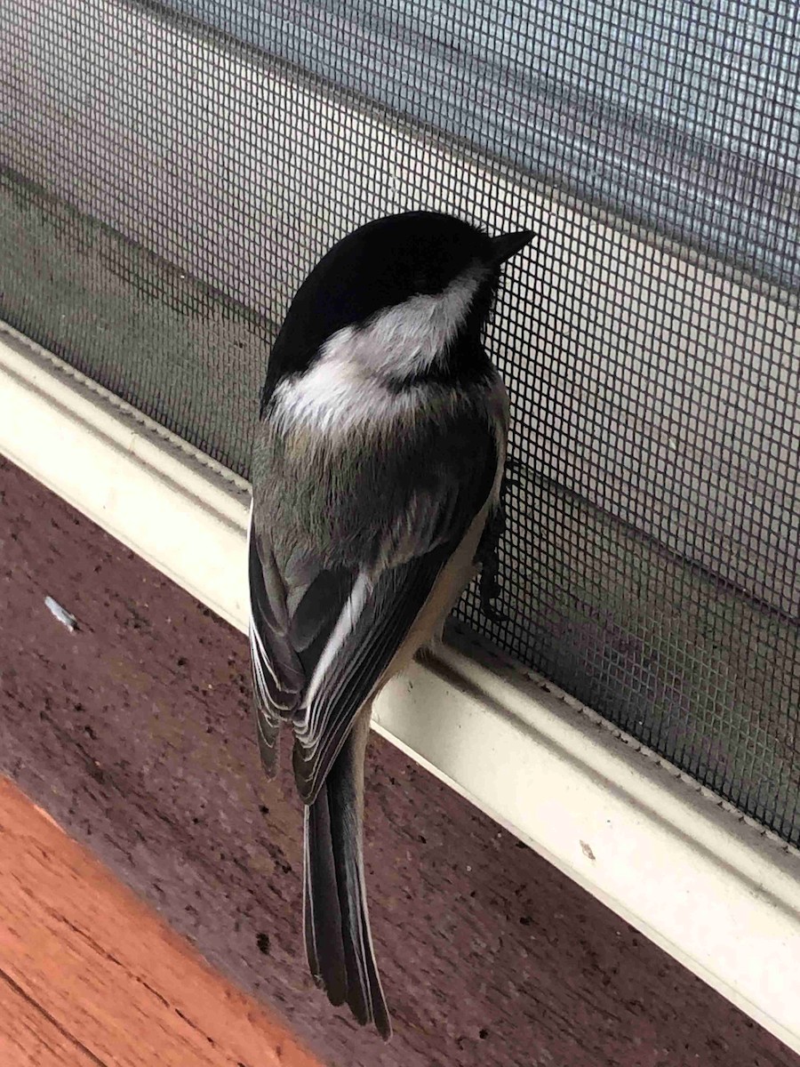 Black-capped Chickadee - ML646059181