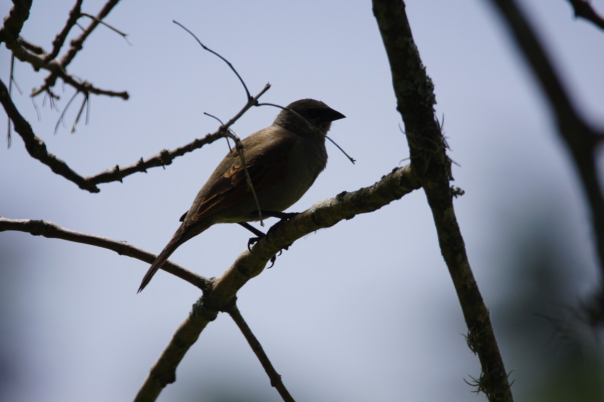 Carouge à ailes baies - ML646059186
