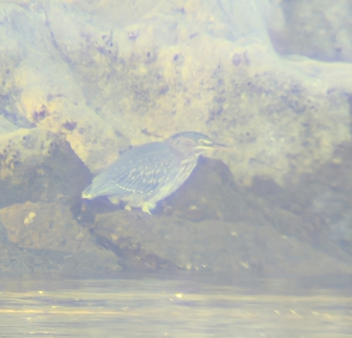 Green Heron - ML646059187