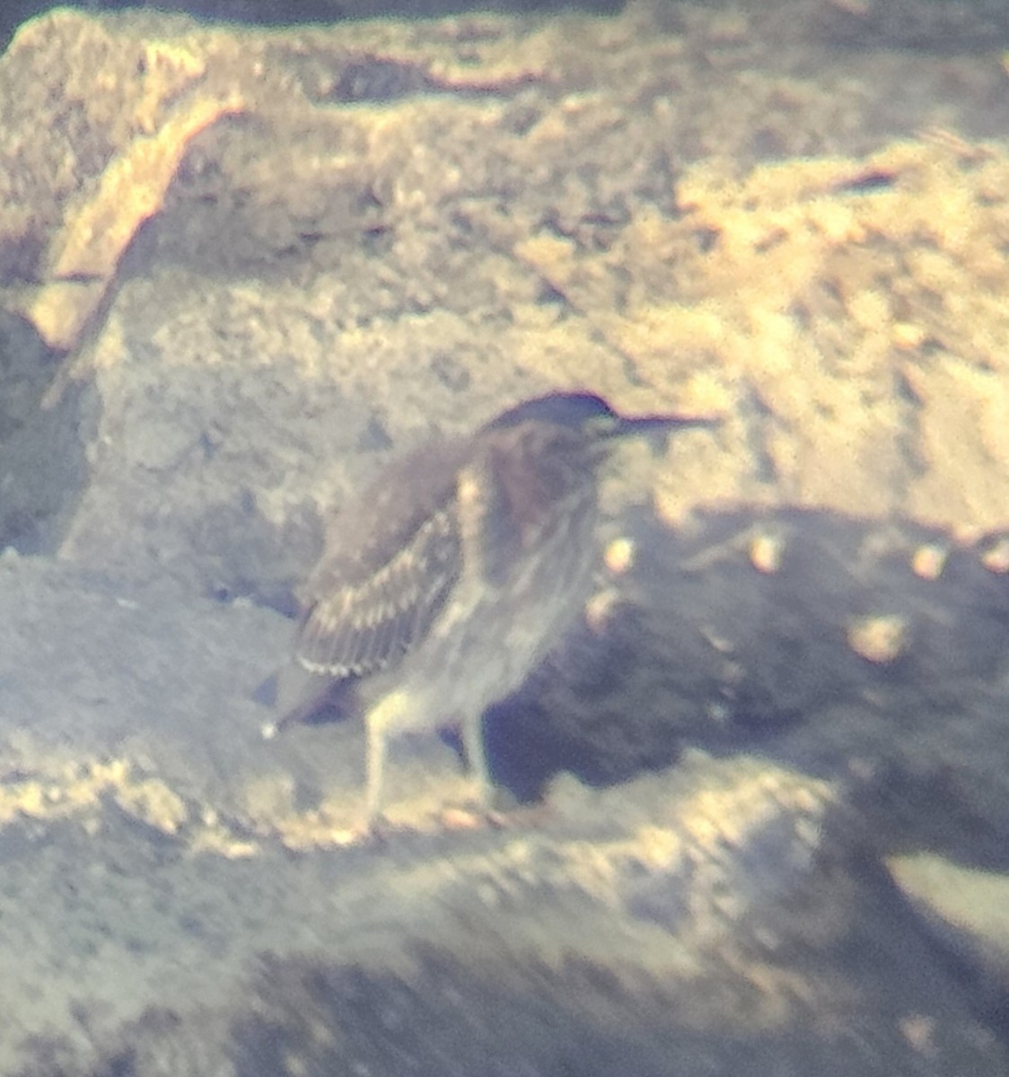 Green Heron - ML646059196