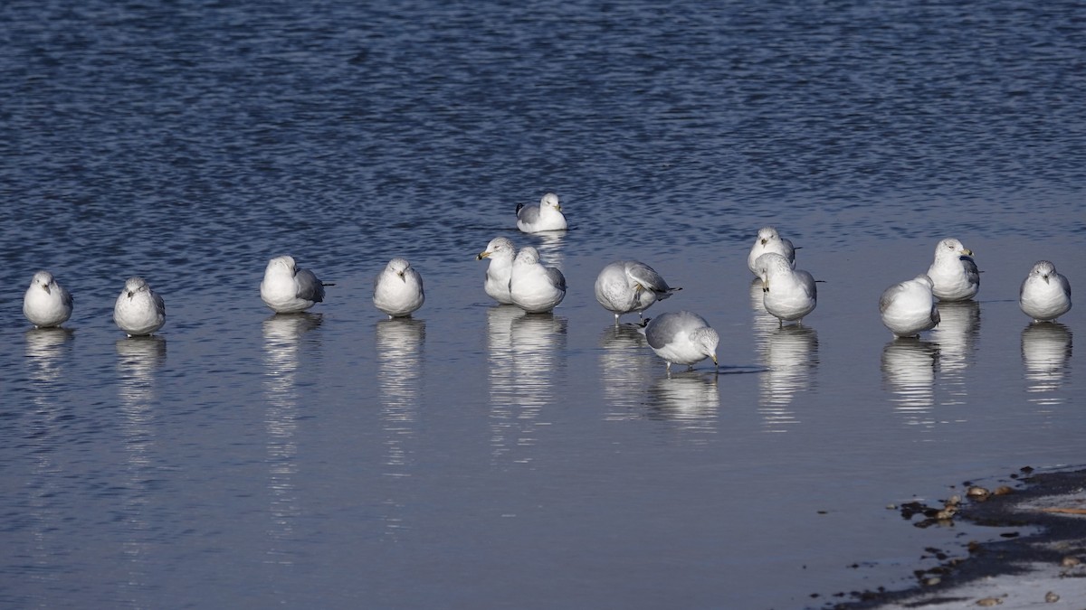 Ring-billed Gull - ML646059205