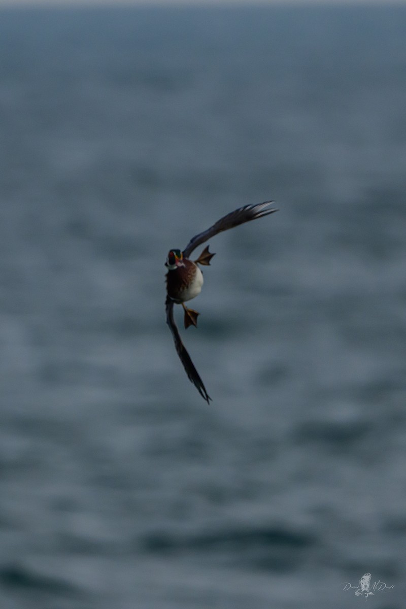 Ahate karolinarra - ML646059213