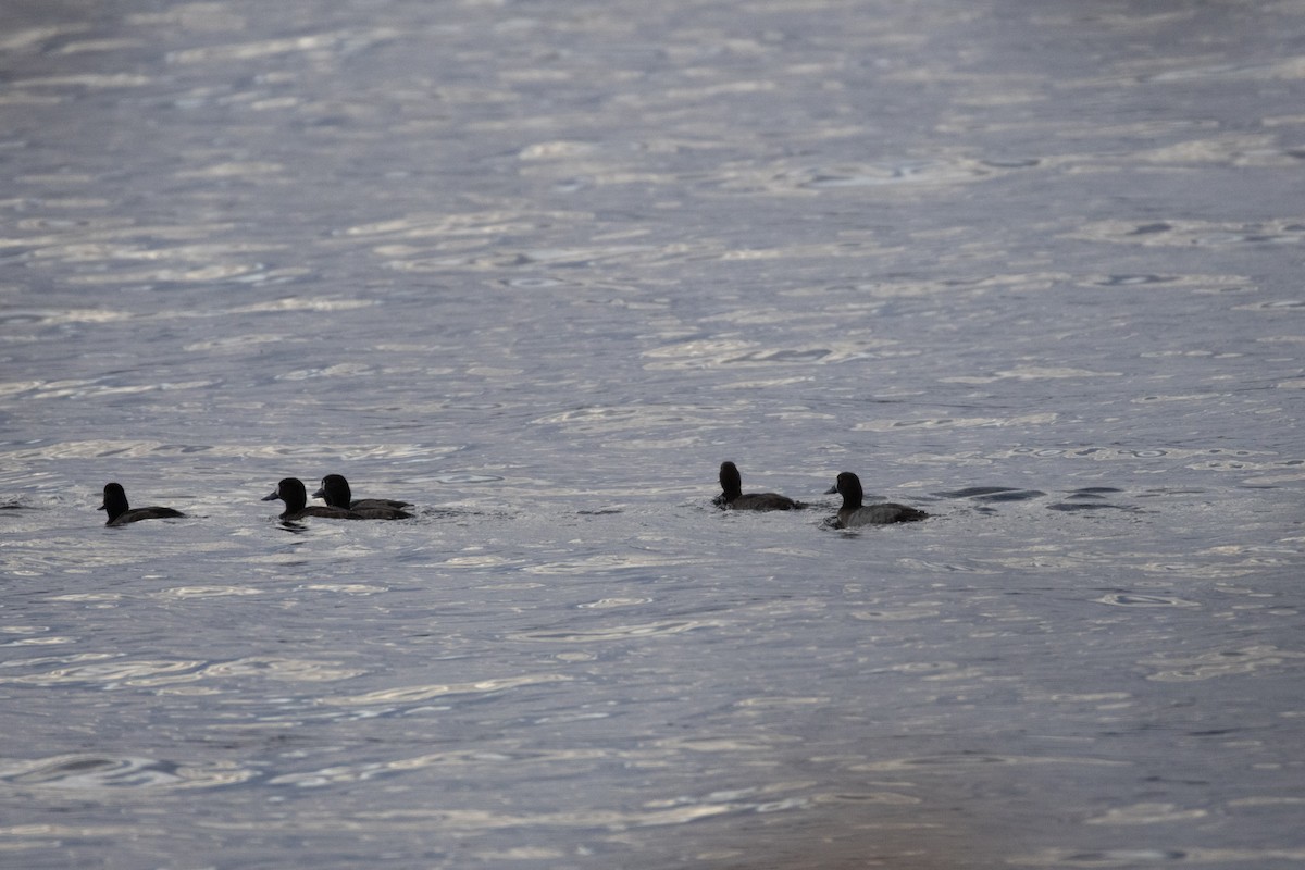 polák kaholka/polák vlnkovaný - ML646059214