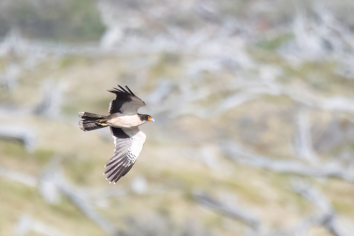 White-throated Caracara - ML646059215