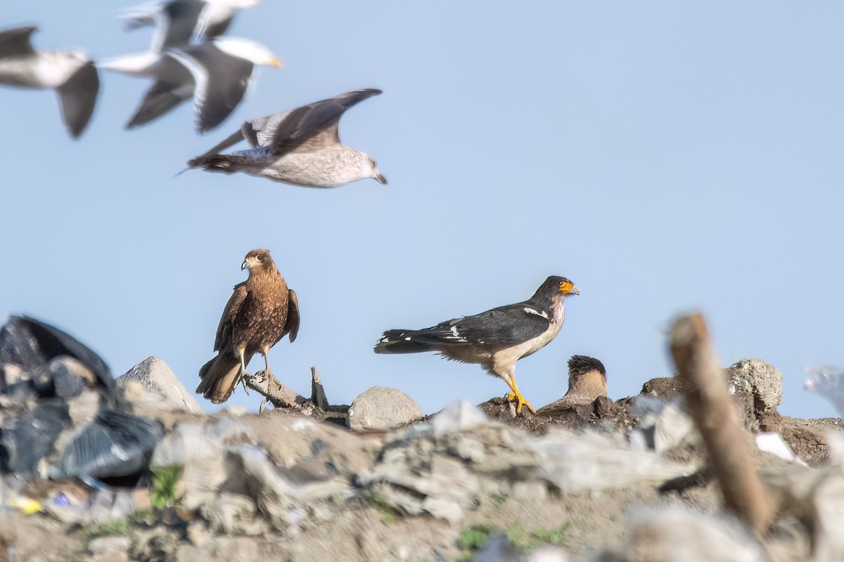 White-throated Caracara - ML646059216