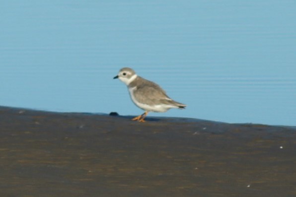 Piping Plover - ML646059218