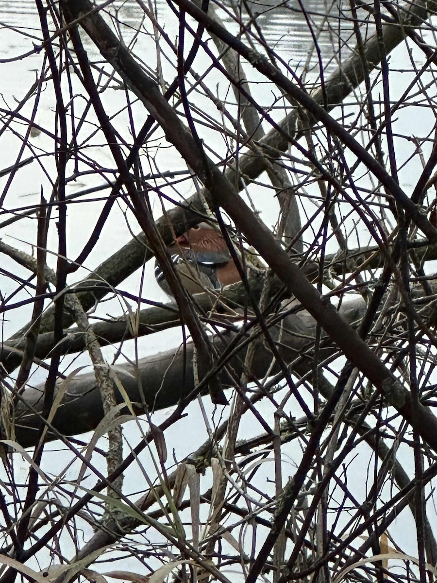 Mandarin Duck - ML646059233