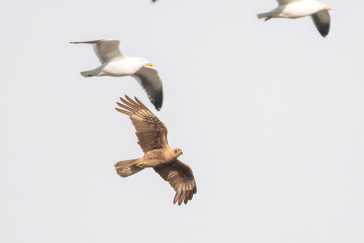 Chimango Caracara - ML646059235