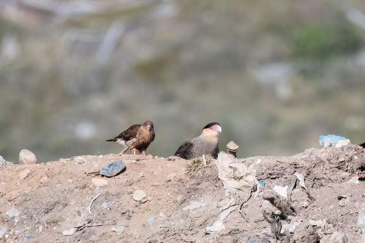 Chimango Caracara - ML646059236