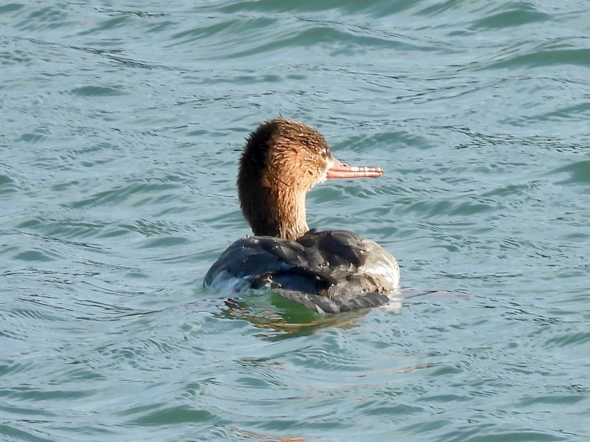 ウミアイサ - ML646059238