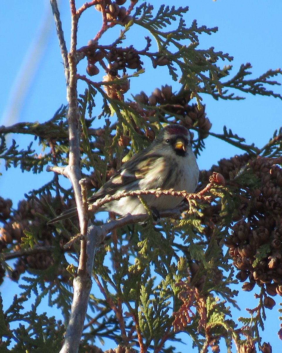 Redpoll - ML646059246