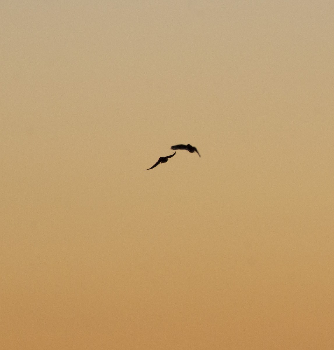 Short-eared Owl - ML646059250