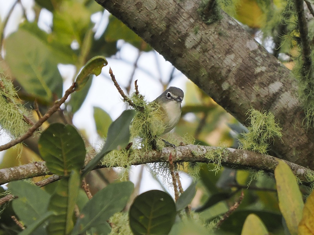 フタスジモズモドキ - ML646059252