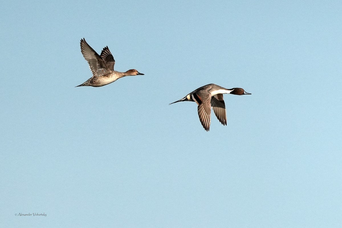 Northern Pintail - ML646059256