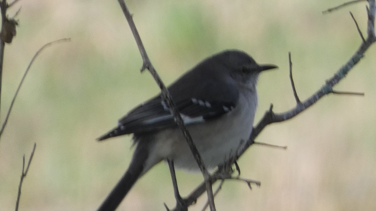 Kuzeyli Taklitçi - ML646059271