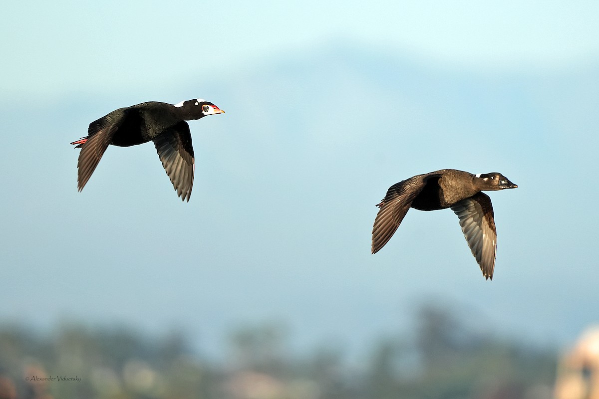 Surf Scoter - ML646059272