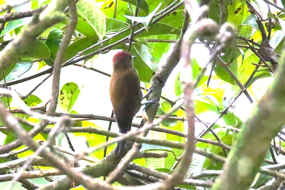 skrakapoud nahnědlý - ML646059274