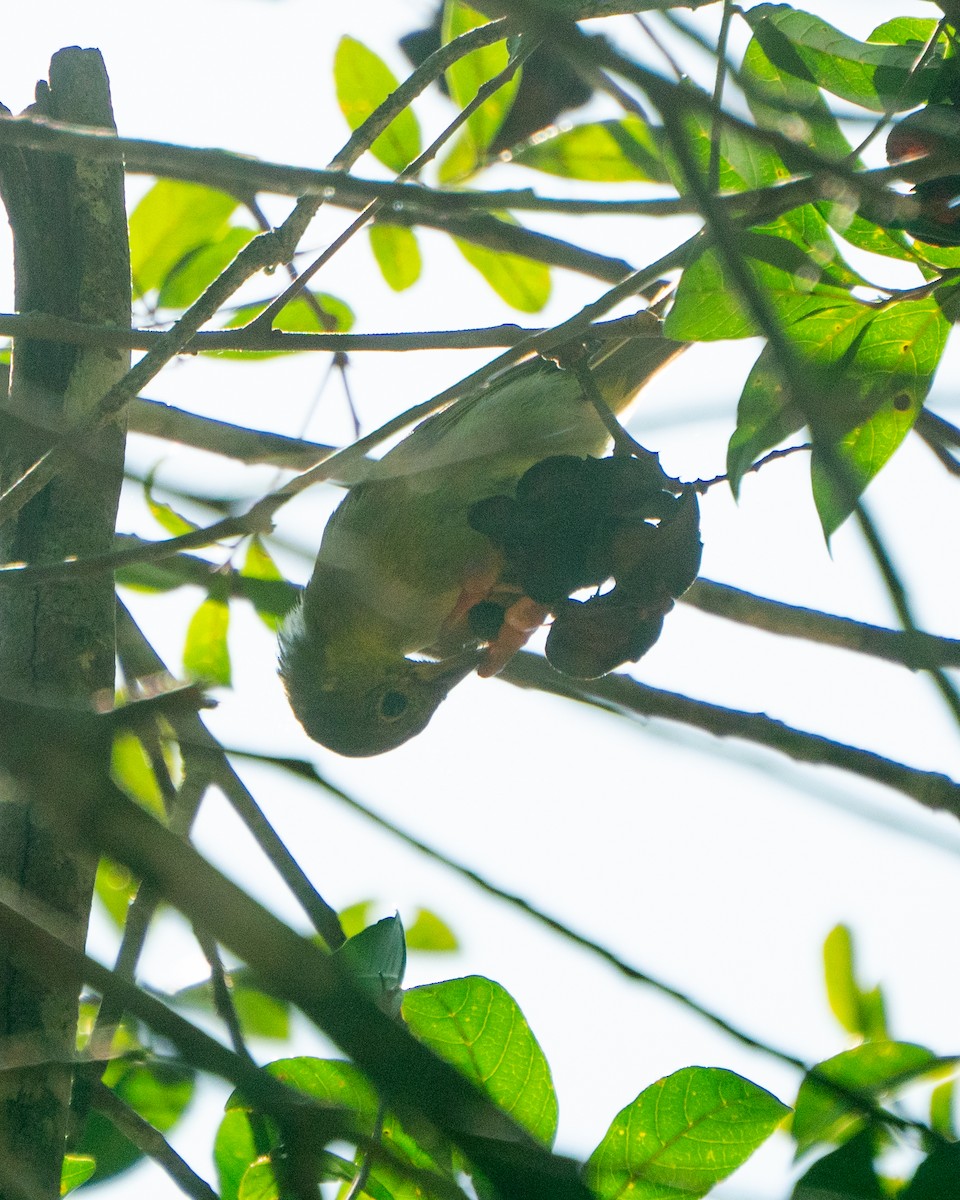 Yellow-backed Tanager - ML646059275