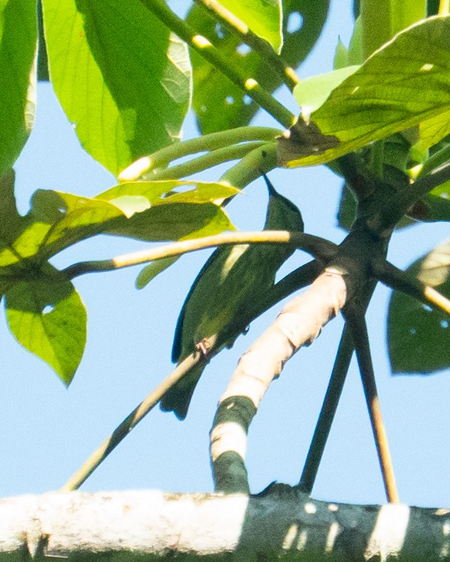 Red-legged Honeycreeper - ML646059281