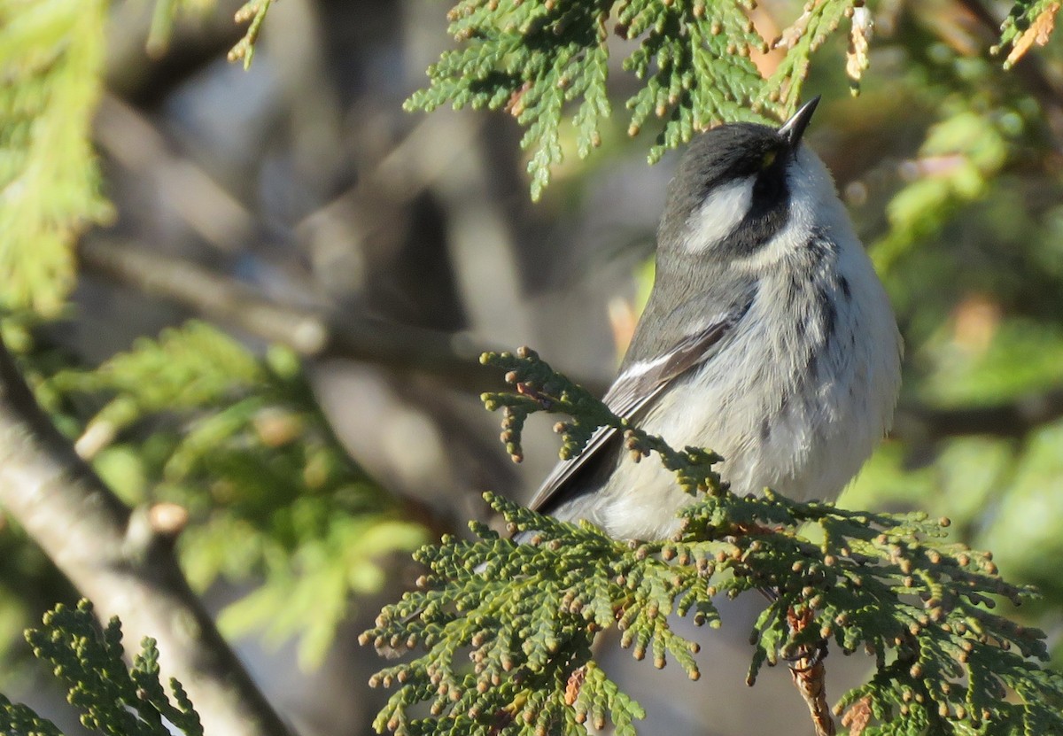 Black-throated Gray Warbler - ML646059282